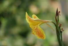 La achira puede revivir después de la helada. Fuente: Freepik.