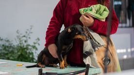 Salud animal en la Ciudad. Salud animal en la Ciudad.