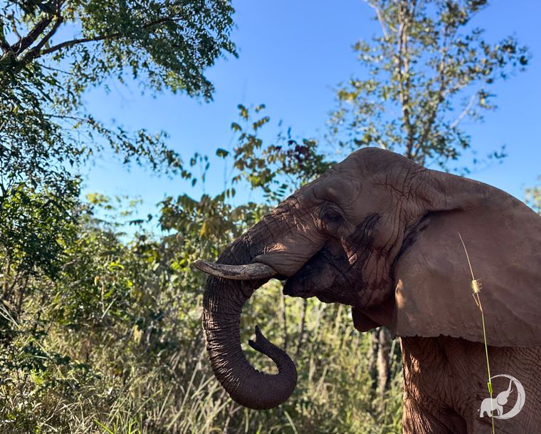 Pupy en el santuario de Brasil Pupy en el santuario de Brasil
