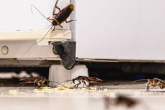Las cucarachas suelen estar asociadas a muchas enfermedades. Foto: Shutterstock