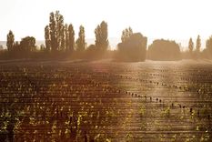 Viñedos de la bodega Durriguti.
