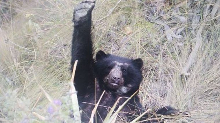 Foto: Ministerio de Ambiente Perú