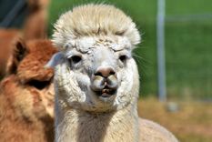 La alpaca puede tener el secreto.