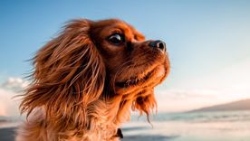 Por cuánto tiempo un perro puede recordar a su amo Foto: Canva