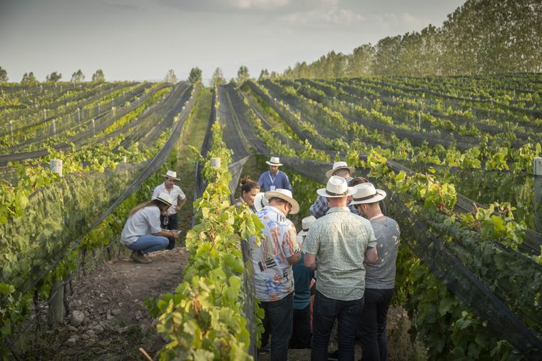 Mendoza busca posicionarse a nivel internacional en el mercado europeo Foto: Terrazas de Los Andes