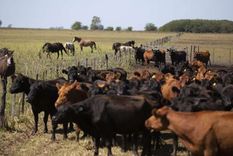 Los jóvenes robaron vacas y caballos pero cuando fueron a detenerlos les encontraron un impresionante arsenal Los jóvenes robaron vacas y caballos pero cuando fueron a detenerlos les encontraron un impresionante arsenal