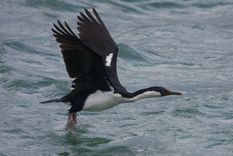 un ejercito de animales trabajando para la ciencia