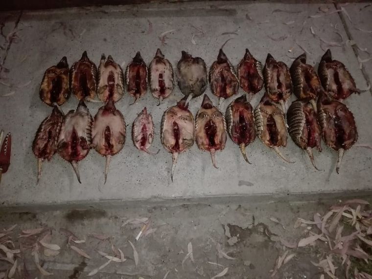 Los 21 animales fueron secuestrados de una camioneta en la Cuesta de los Terneros, en San Rafael