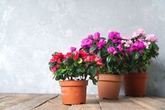 Es una buena época para visitar el vivero Foto: Shutterstock