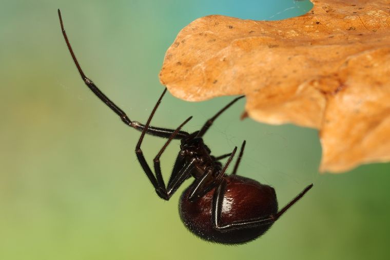 Las picaduras de las arañas conocidas como Viuda Negra suelen ser muy molestas Foto: Shutterstock