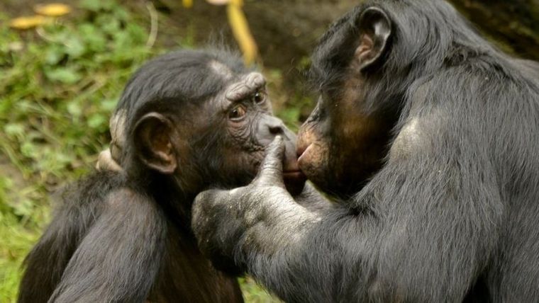 Los bonobos también se besan en los labios. Foto: GETTY IMAGES
