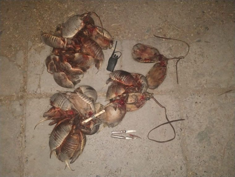 Los animales habían sido degollados y estaban sin eviscerar Foto: Ministerio de Seguridad de Mendoza