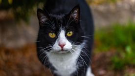 Características de los gatos tuxedo. Foto: Freepik