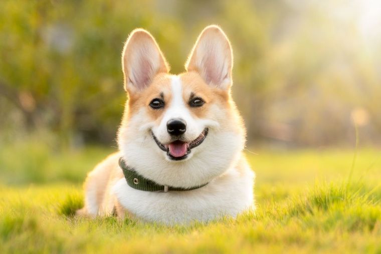 Fin del misterio: por qué los perros ladran a algunas personas y a otras no Los perros suelen ladrar con frecuencia. Foto: Shutterstock