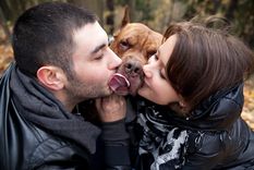 Castrar a nuestras mascotas son un acto de amor, respeto y responsabilidad. Es un bien necesario para la calidad de vida de nuestros animales Foto: Shutterstock