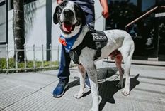 se retira falopa el perro policia mas famoso del pais que es popular en redes