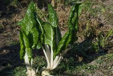 La plantación de acelgas se hace una vez que haya desaparecido el riesgo de heladas. Foto: Pixabay - pixabay.com