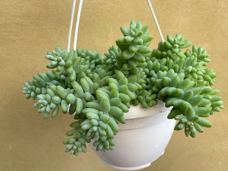 JARDÍN La planta sedum morganianum es una especie de suculentas, nativa del sur de México Foto: SHUTTERSTOCK