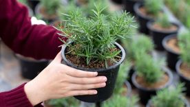 Planta de romero. Planta de romero.