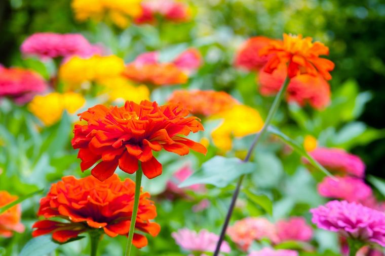 JARDÍN LAS FLORES SON EL PRINCIPAL ATRACTIVO DE MUCHAS PLANTAS. Foto: SHUTTERSTOCK