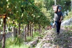 vinateros acusaron la peor crisis en decadas y piden salvar la vitivinicultura vinateros acusaron la peor crisis en decadas y piden salvar la vitivinicultura
