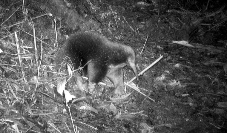 El registro del equidna, tras 62 años sin noticias. Foto: Dpa.