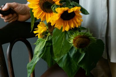 MDZol | Los girasoles cortados pueden durar hasta dos semanas en el hogar. Foto: Freepik