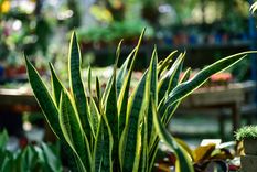 La Lengua de suegra, es una planta que purifica el aire del hogar. La Lengua de suegra, es una planta que purifica el aire del hogar.