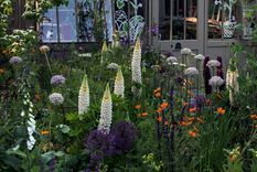 Por su crecimiento agresivo muchos deciden resignar en sus jardines el cultivo de pintorescas especies de plantas.&nbsp; Créditos: Future/Jacky Hobbs