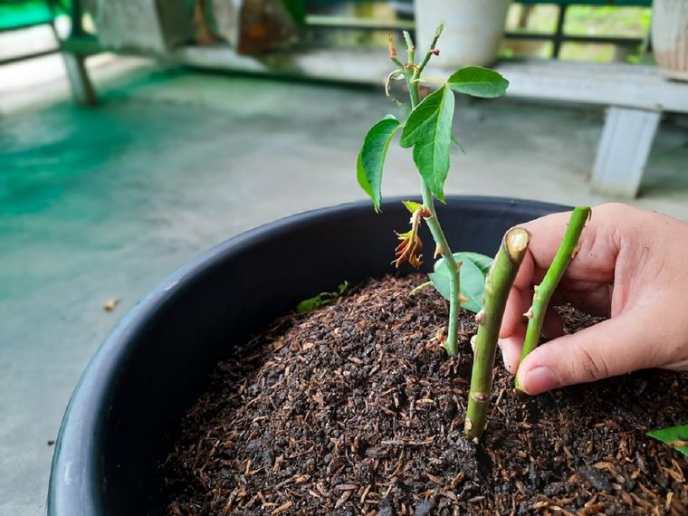 Jardiner&iacute;a. La canela es ideal para plantar esquejes. Foto: Shutterstock