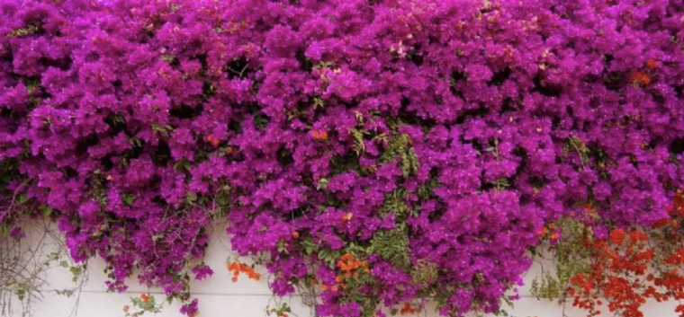 Si tienes una Santa Rita en tu jardín no te pierdas estos trucos para mantenerla bellísima todo el año Foto: Archivo