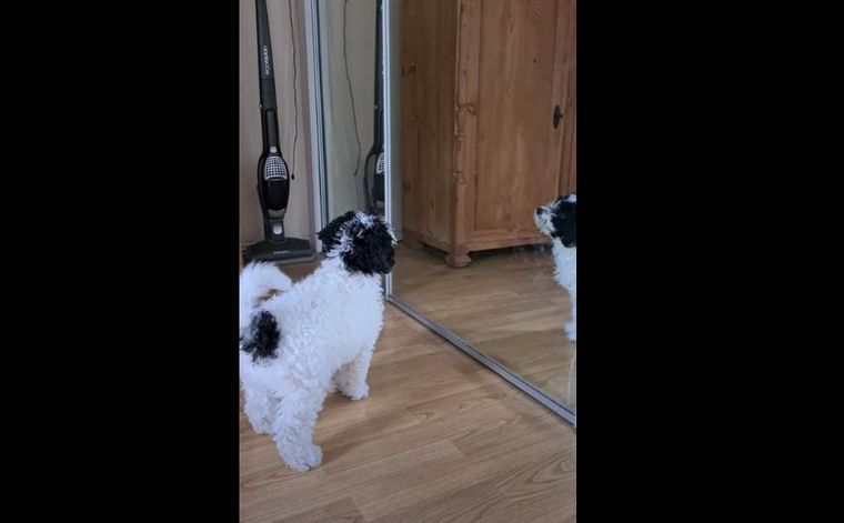 La reacción del cachorro se hizo viral.