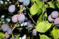 El árbol de la ciruela damascena necesita luz solar para desarrollar sus frutos. Foto: spain.inaturalist.org