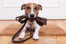 Disfrutá de cada momento y hacé que cada caminata con tu perro sea una experiencia inolvidable utilizando estos consejos Foto: Freepik