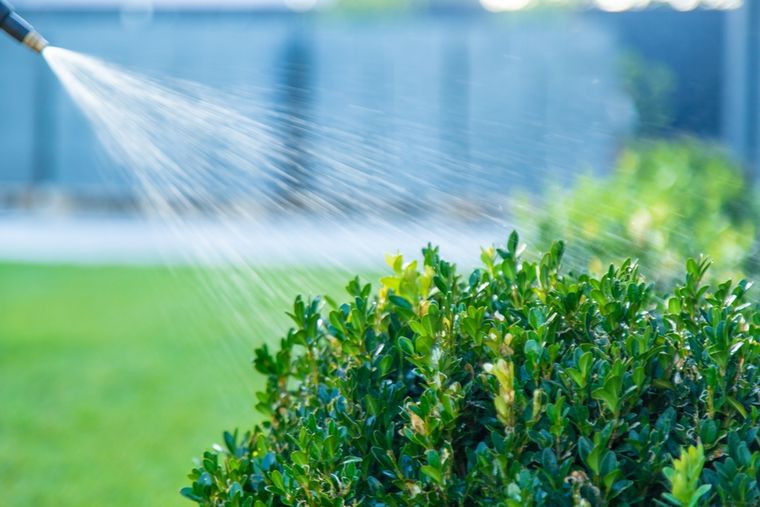 Con poco riego y algo de sombra, esta planta puede mantenerse verde todo el año en el jardín. Foto: Shutterstock