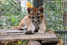 Los pumas bebés fueron rescatados y trasladados al Centro de Rescate e Interpretación de Fauna La Esmeralda Foto: Facebook Ambiente Santa Fe
