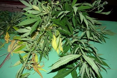 MDZol | Estas son las plantas secuestradas. Foto: Ministerio de Seguridad