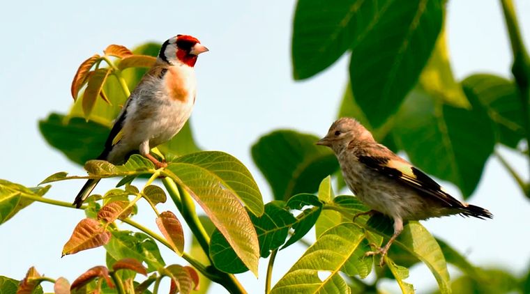 Los trucos imperdibles para atraer pájaros al jardín. Foto: Shutterstock
