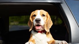 Mantener la rutina de alimentación y paseo ayuda a reducir el estrés de las mascotas. Foto: Shutterstock Mantener la rutina de alimentación y paseo ayuda a reducir el estrés de las mascotas. Foto: Shutterstock