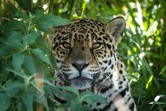 Se espera que la liberación de Nalá sirva de ancla, es decir, contribuya a que los machos no se alejen de la zona y eventualmente se reproduzca la especie. Foto: Instagram / @rewilding_argentina