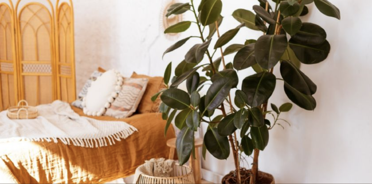 El gomero es una planta originaria de Asia caracterizada por sus enormes hojas Foto: Shutterstock