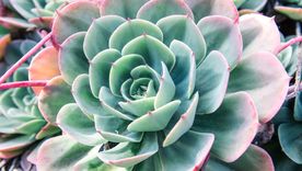 Las suculentas son muy populares en los jardines y balcones de los hogares. Las suculentas son muy populares en los jardines y balcones de los hogares.