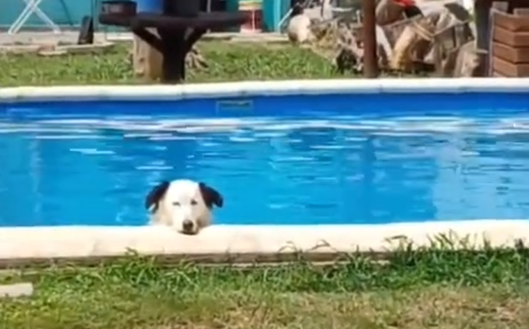 Este perro se robó los corazones de todas las redes sociales. Foto: Archivo MDZ