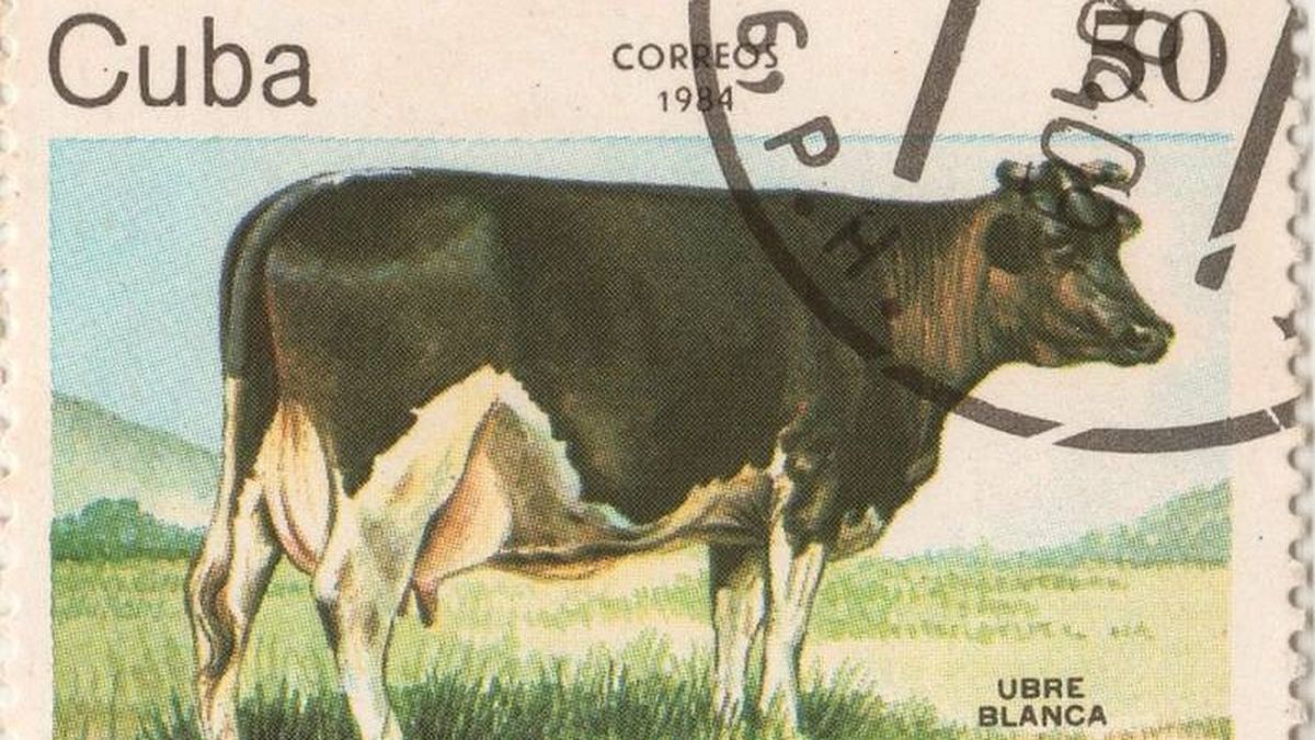 La historia de cómo una vaca muerta en Cuba terminó siendo c