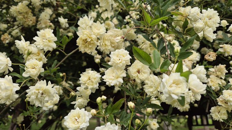 El rosal es una de las plantas que necesita una poda. Fuente: Shutterstock. El rosal es una de las plantas que necesita una poda. Fuente: Shutterstock.