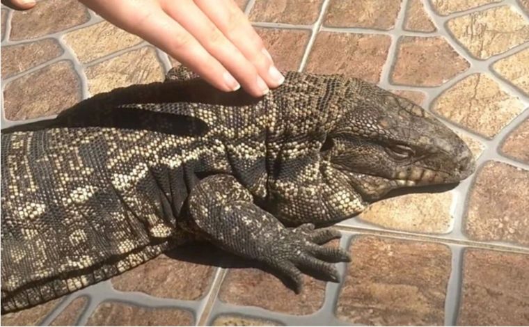 Los lagartos overo comenzaron a aparecer en varios barrios de Pilar y Escobar