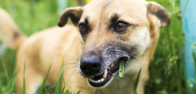 Este es el motivo por el cual los perros comen pasto Foto: Shutterstock