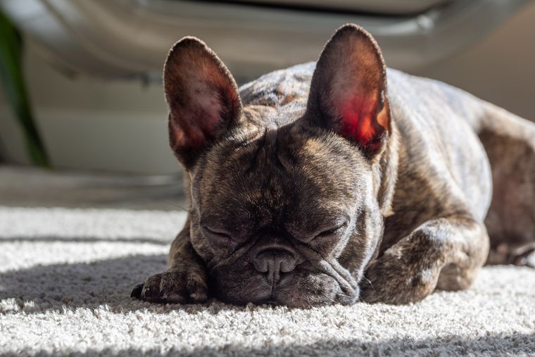 Los perros necesitan entre 12 y 14 horas de sueño diario, por eso es clave que tengan un lugar cómodo para descansar. Los perros necesitan entre 12 y 14 horas de sueño diario, por eso es clave que tengan un lugar cómodo para descansar.