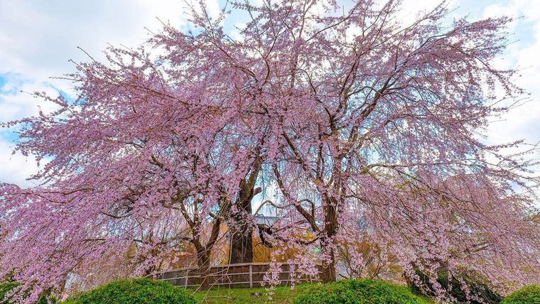 La familia Sano plantó y cuida los emblemáticos cerezos llorones del Parque Maruyama de Kioto. La familia Sano plantó y cuida los emblemáticos cerezos llorones del Parque Maruyama de Kioto.