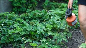 Con una rutina simple y un poco de constancia, este método casero se convierte en un gran aliado para mantener plantas fuertes y sanas Foto: Shutterstock
